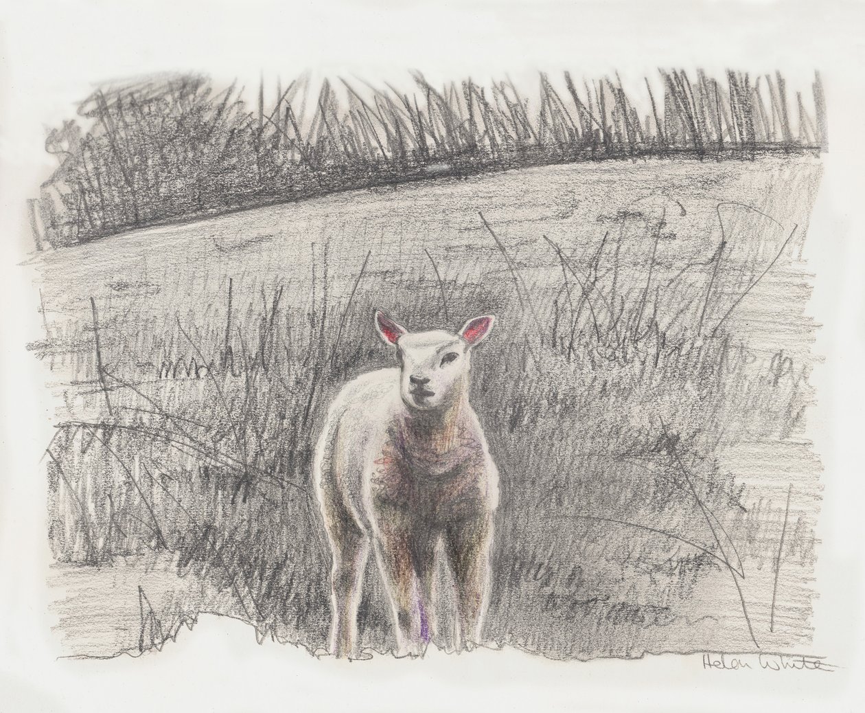 Lamby, 2016 by Helen White