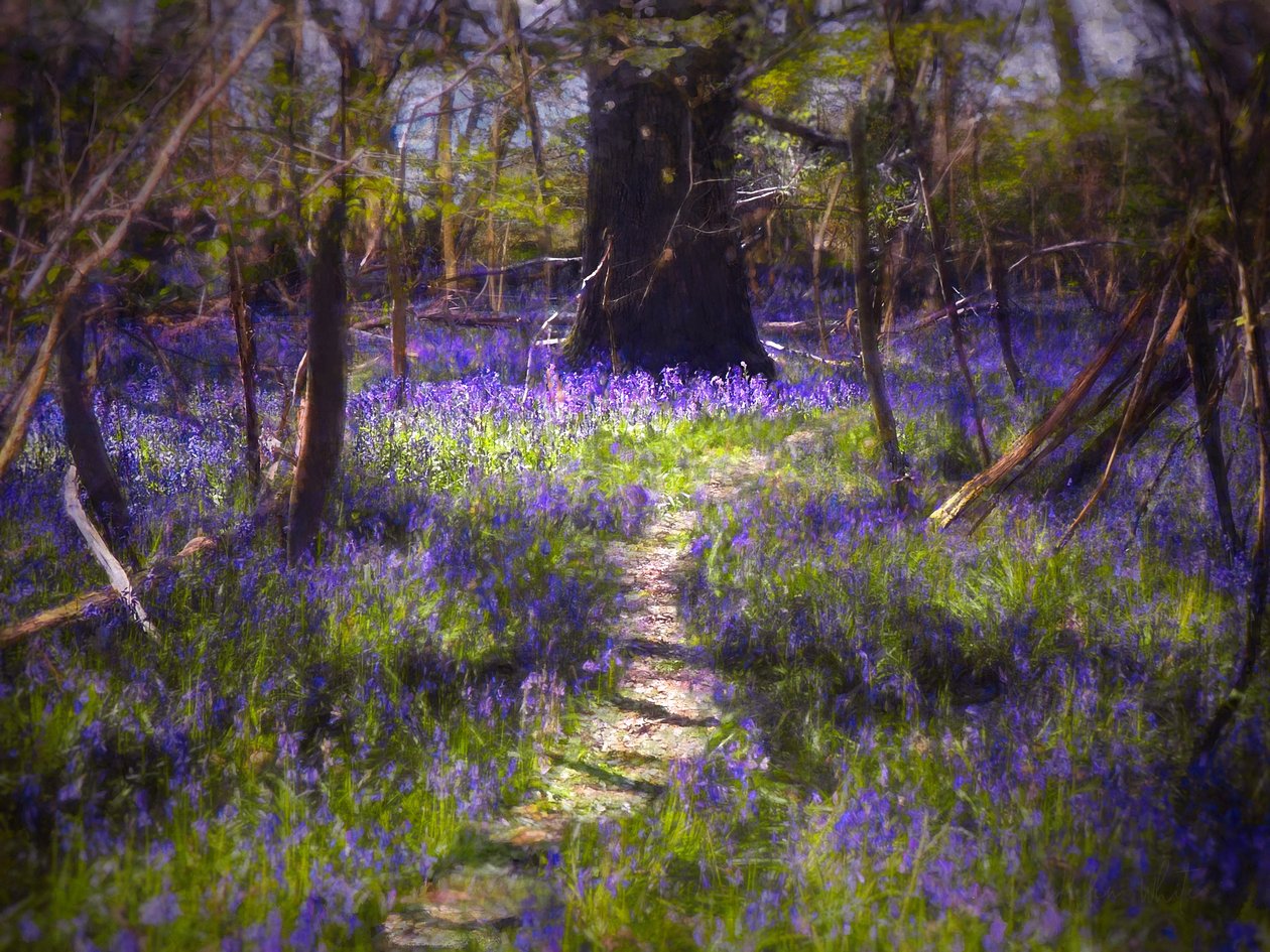 Hafif Benekli Bluebells, 2021 (dijital boyama) by Helen White