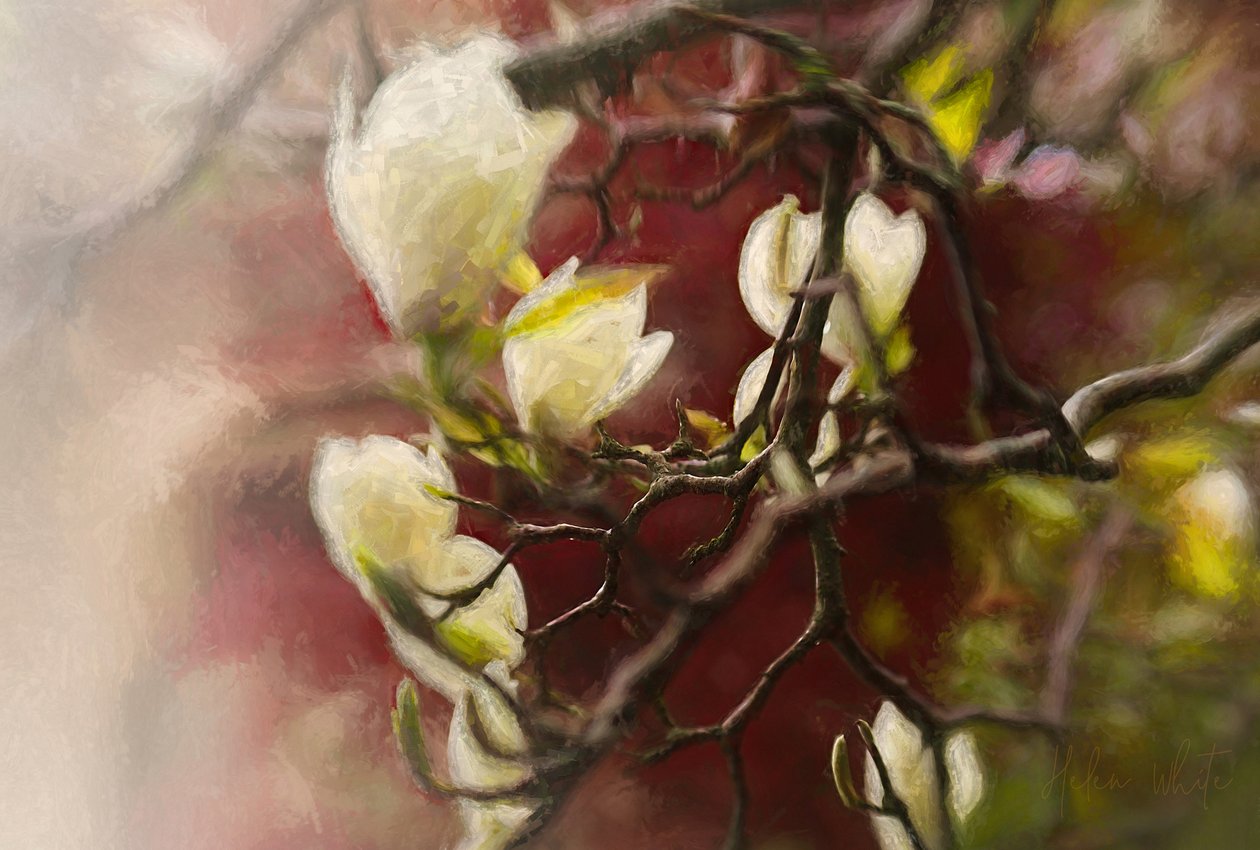 Manolya, 2018 by Helen White