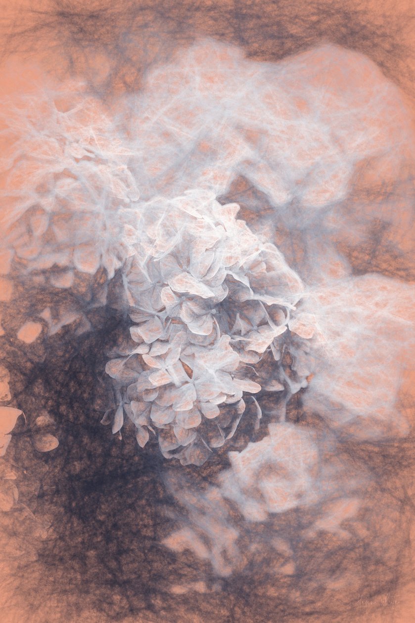 Ortanca Pastası, 2018, by Helen White