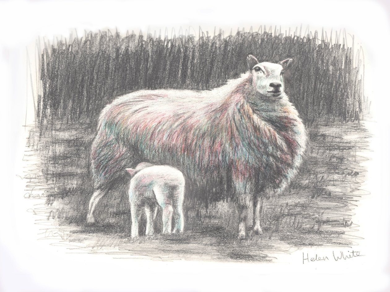 Gururlu, 2016, (karakalem) by Helen White