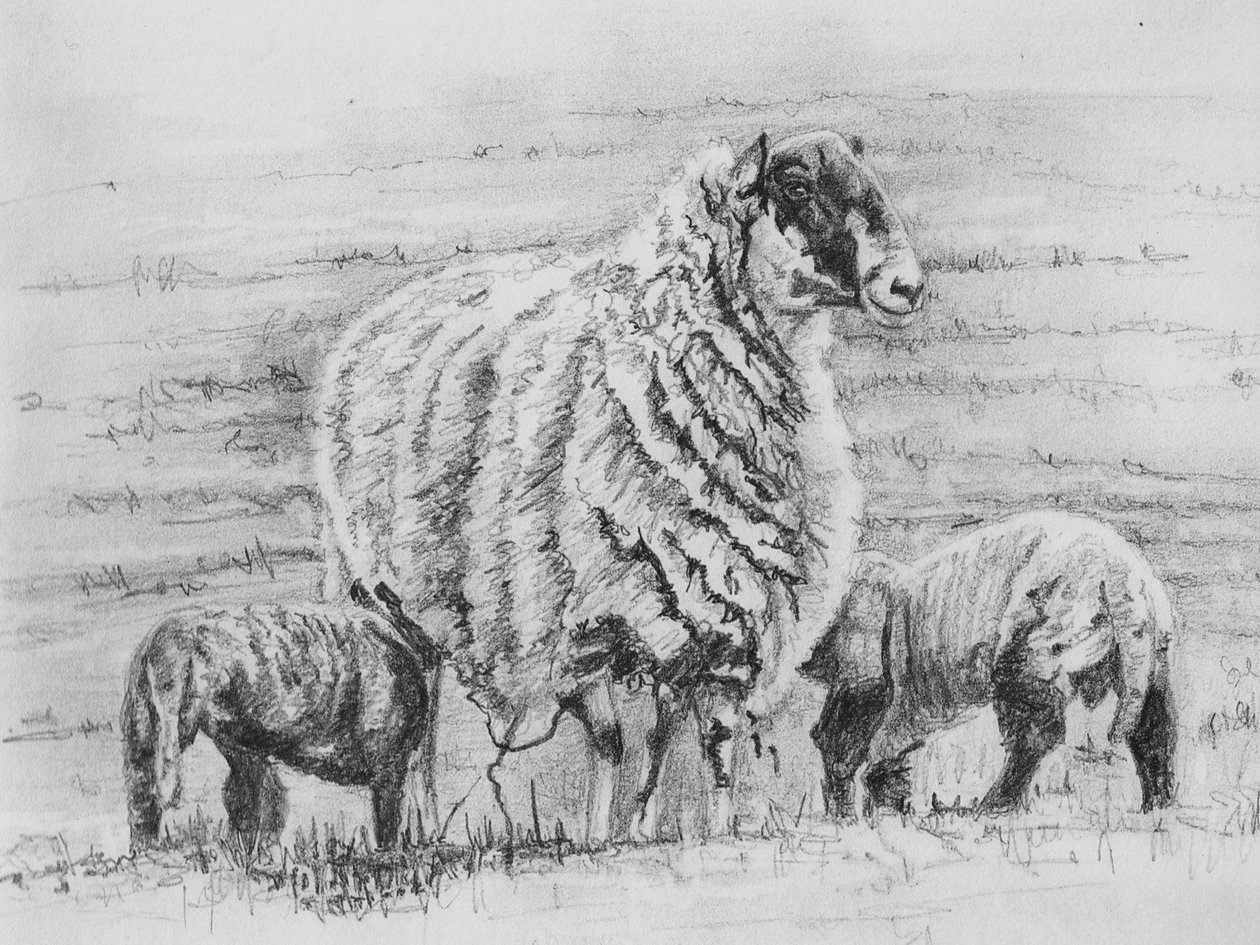 Gururlu koyun, 2012, (karakalem) by Helen White