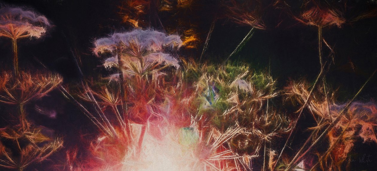 Radiant Hedgerow, 2018,  by Helen White