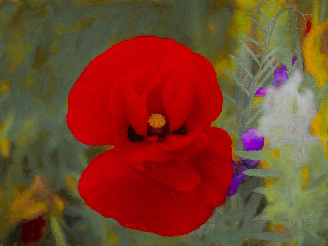 Kızıl, 2019 by Helen White