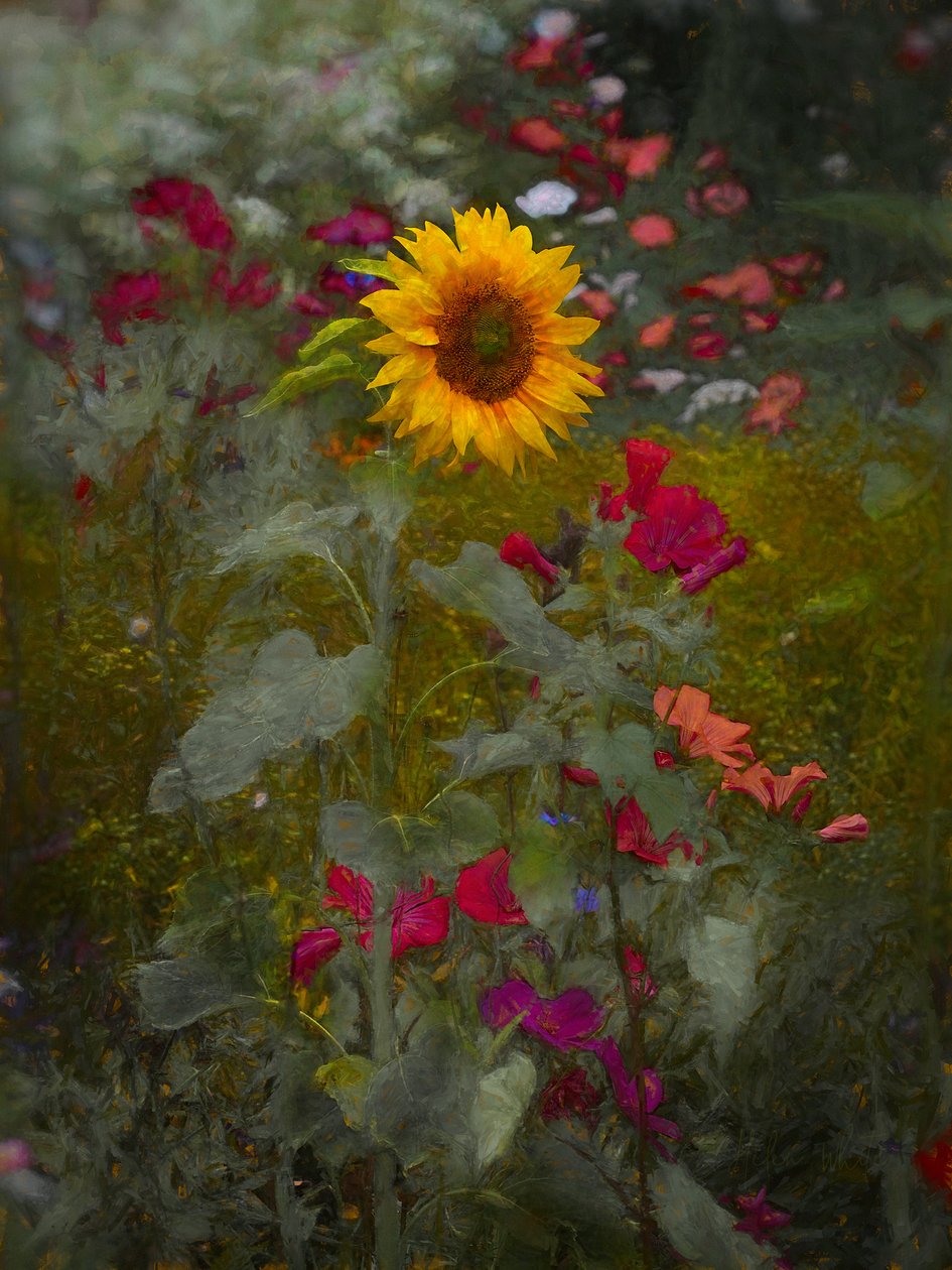 Güneş Kralı, 2019 by Helen White