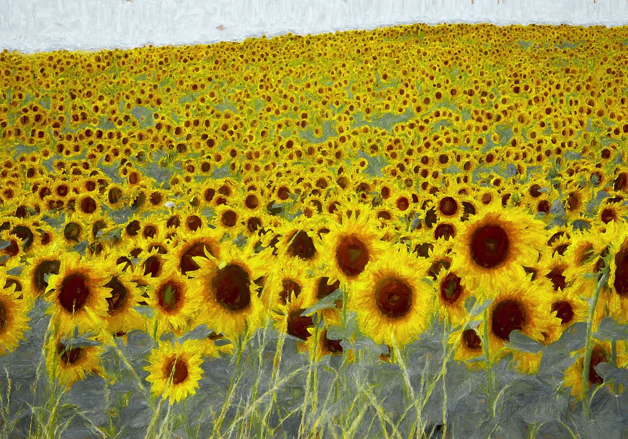 Ayçiçeği tarlası, 2019 by Helen White