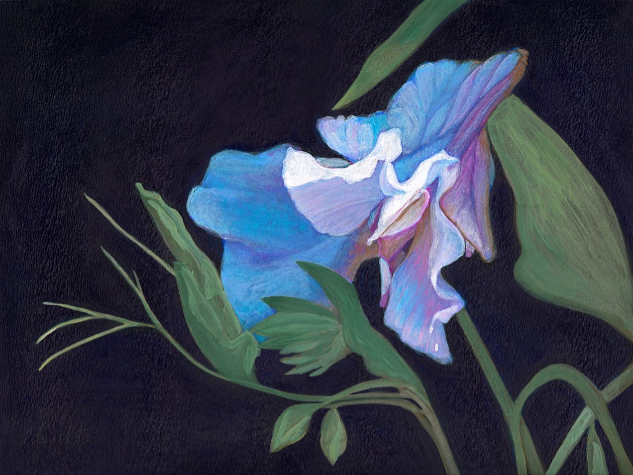 Sweet Pea, 2020 (gemide akrilik) by Helen White