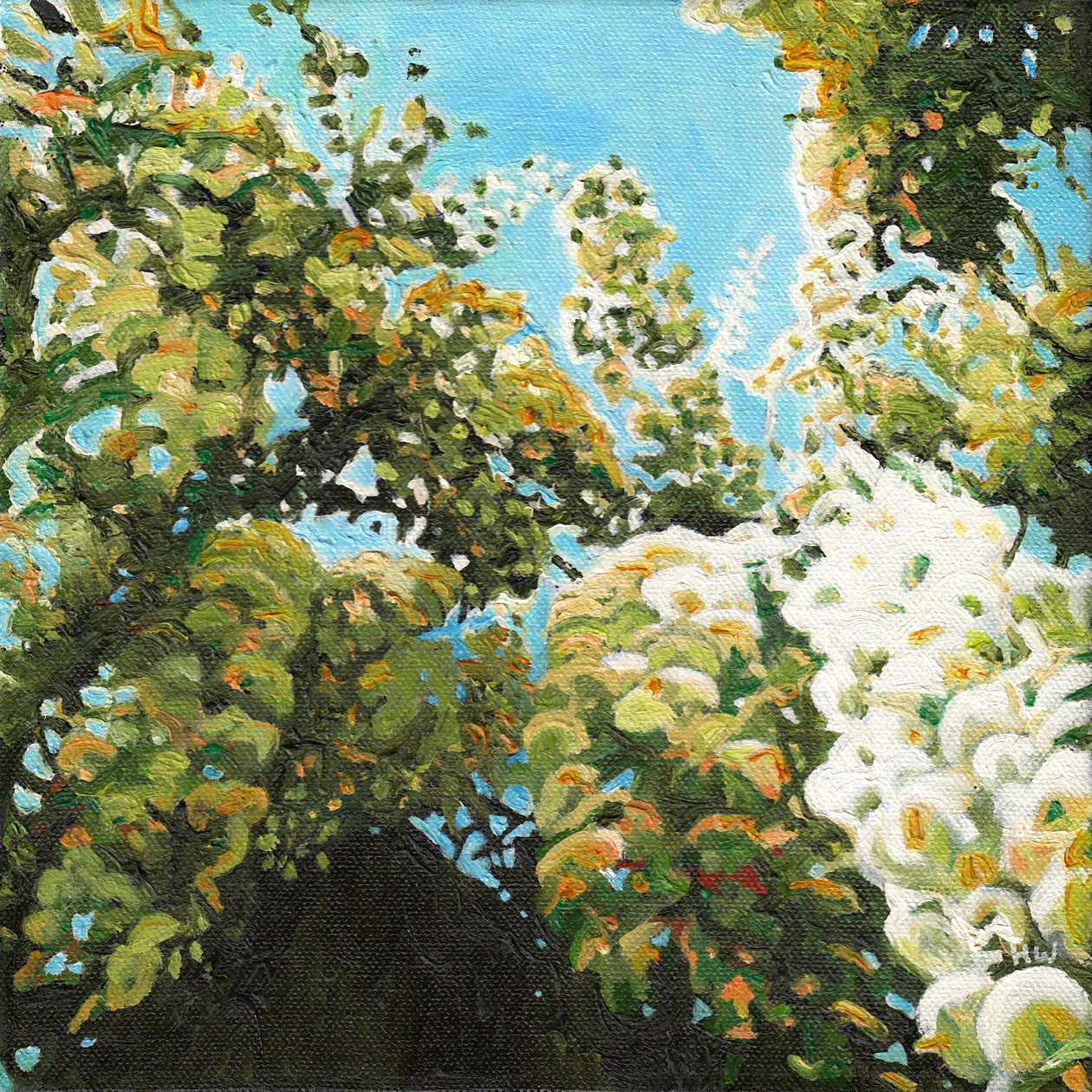 Beyaz Wisteria, 2012 by Helen White