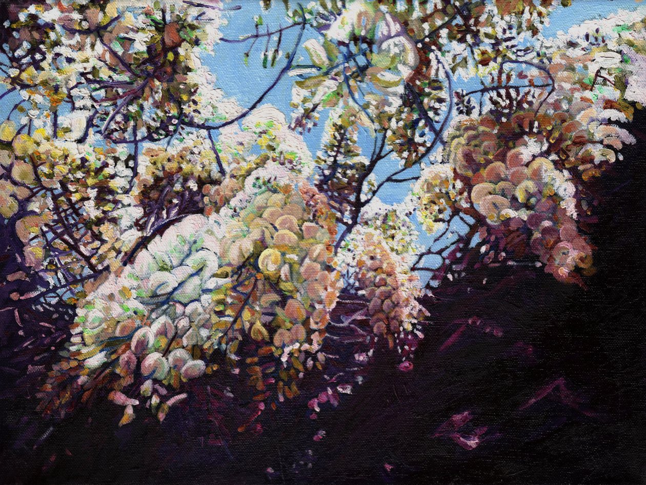Beyaz wisteria, 2012, by Helen White