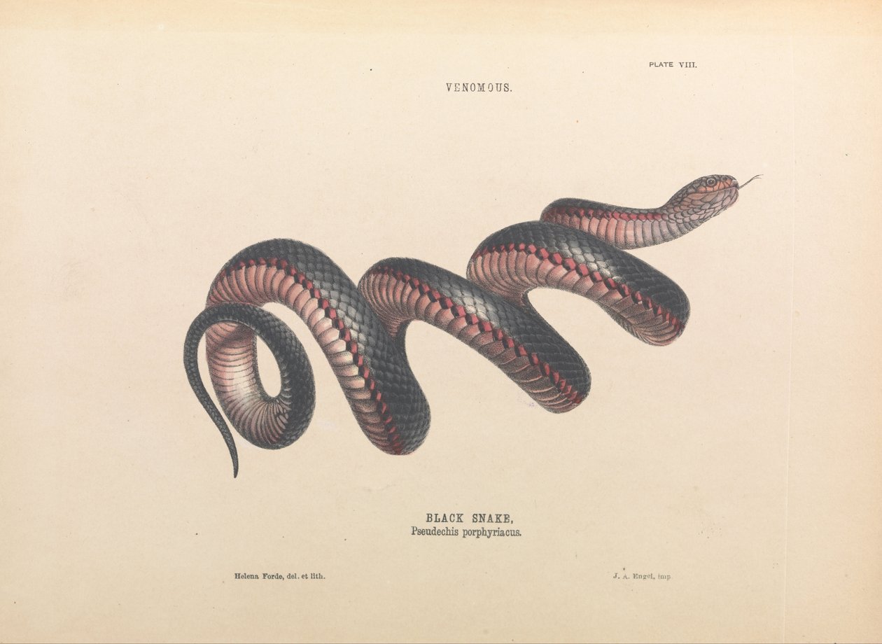 Kara Yılan, Pseudechis porphyriacus by Helena Forde