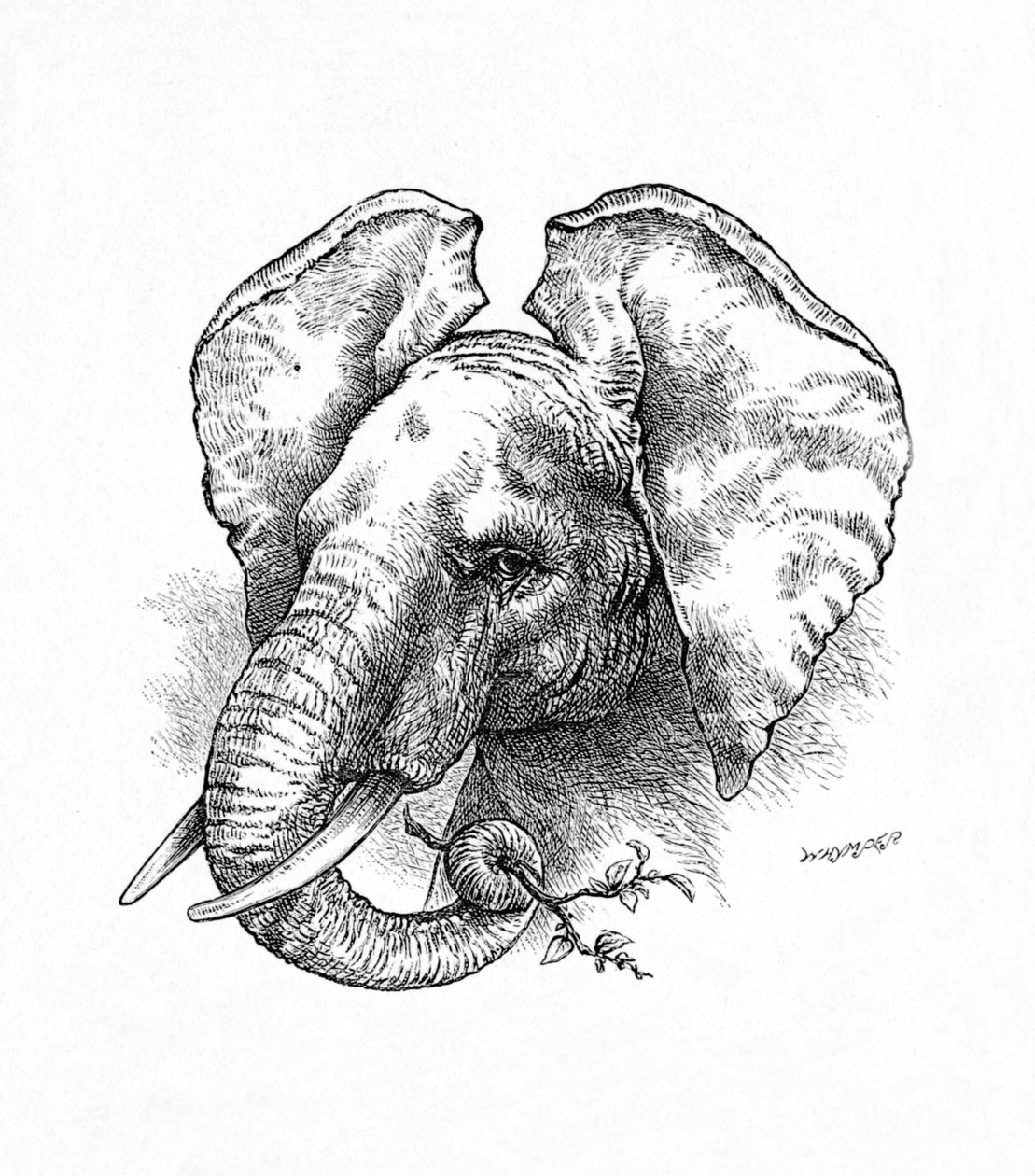 Afrika Fili, c1900 by Helena J. Maguire