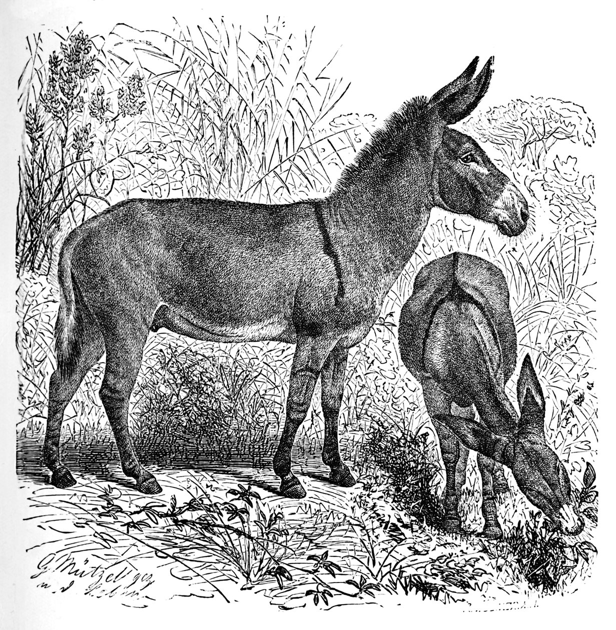 Afrika Vahşi Eşek, c1900 by Helena J. Maguire