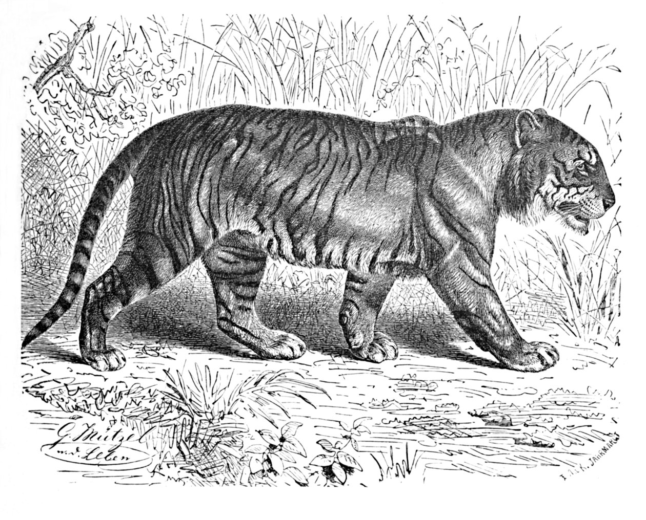 Bengal Kaplanı, c1900 by Helena J. Maguire
