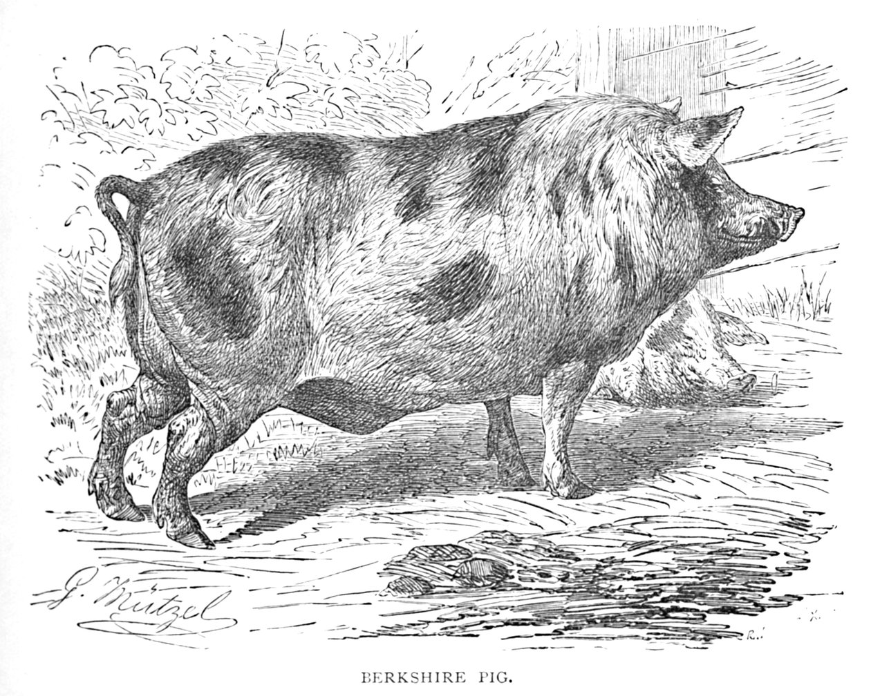 Berkshire Domuzu, c1900 by Helena J. Maguire