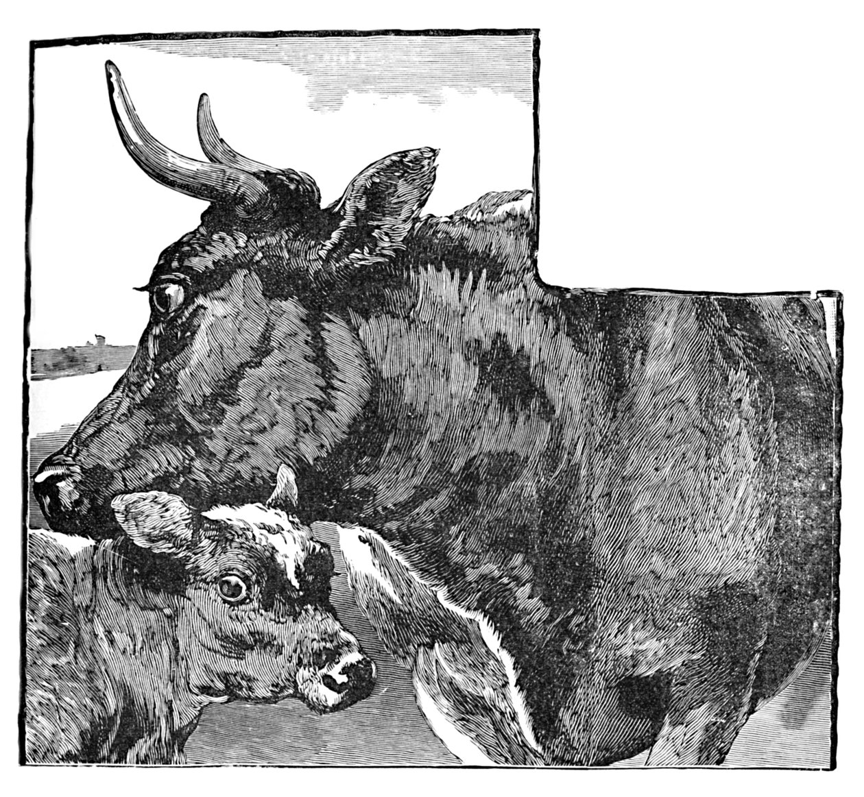 İnek ve Buzağı, c1900 by Helena J. Maguire