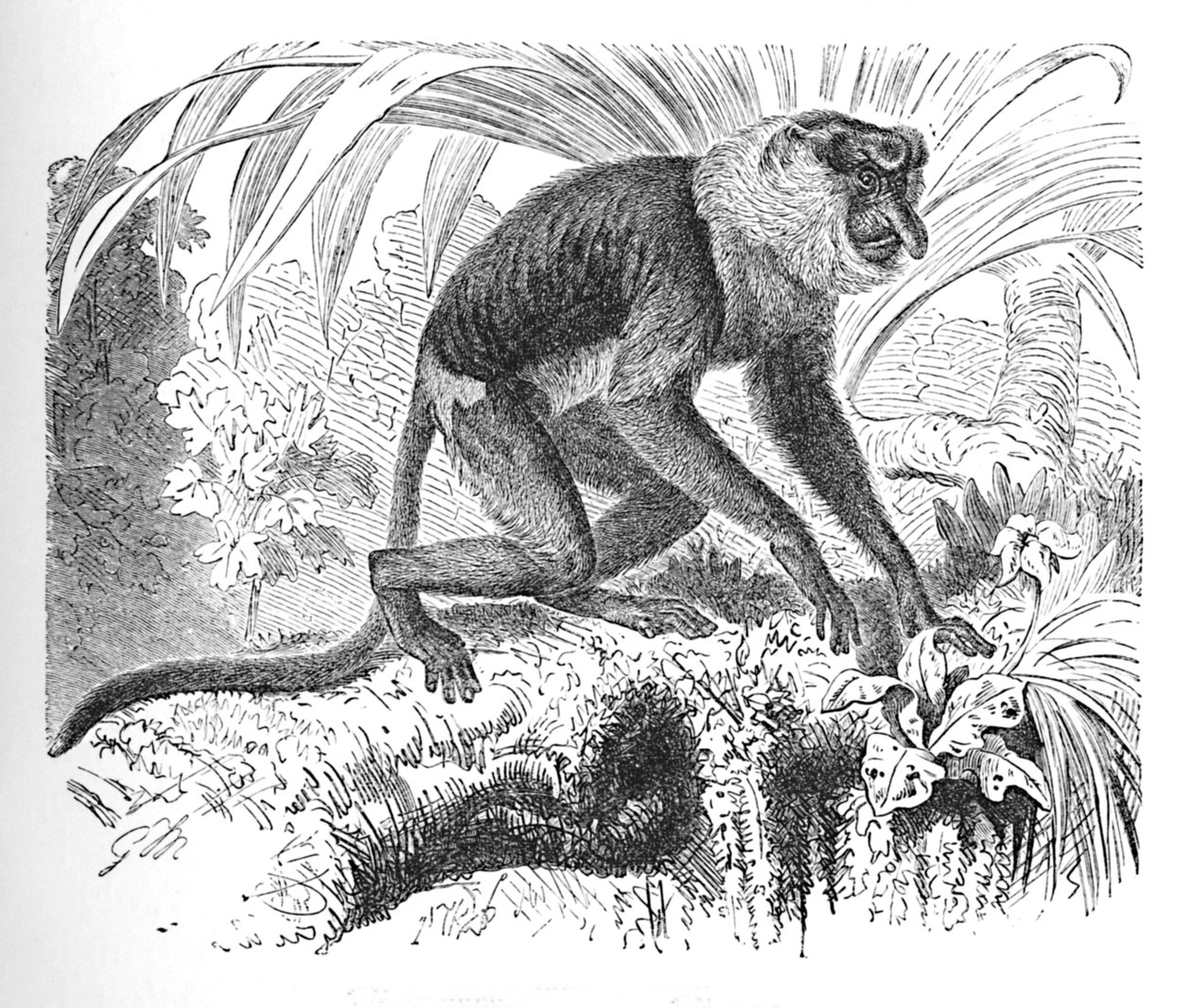 Hortum Maymun, c1900 by Helena J. Maguire
