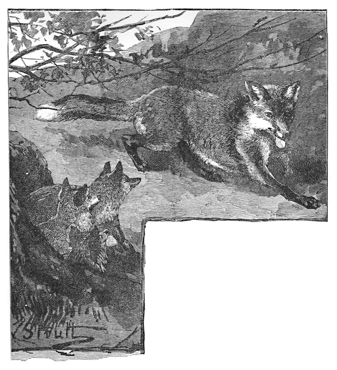 Tilki ve Yavruları, c1900 by Helena J. Maguire