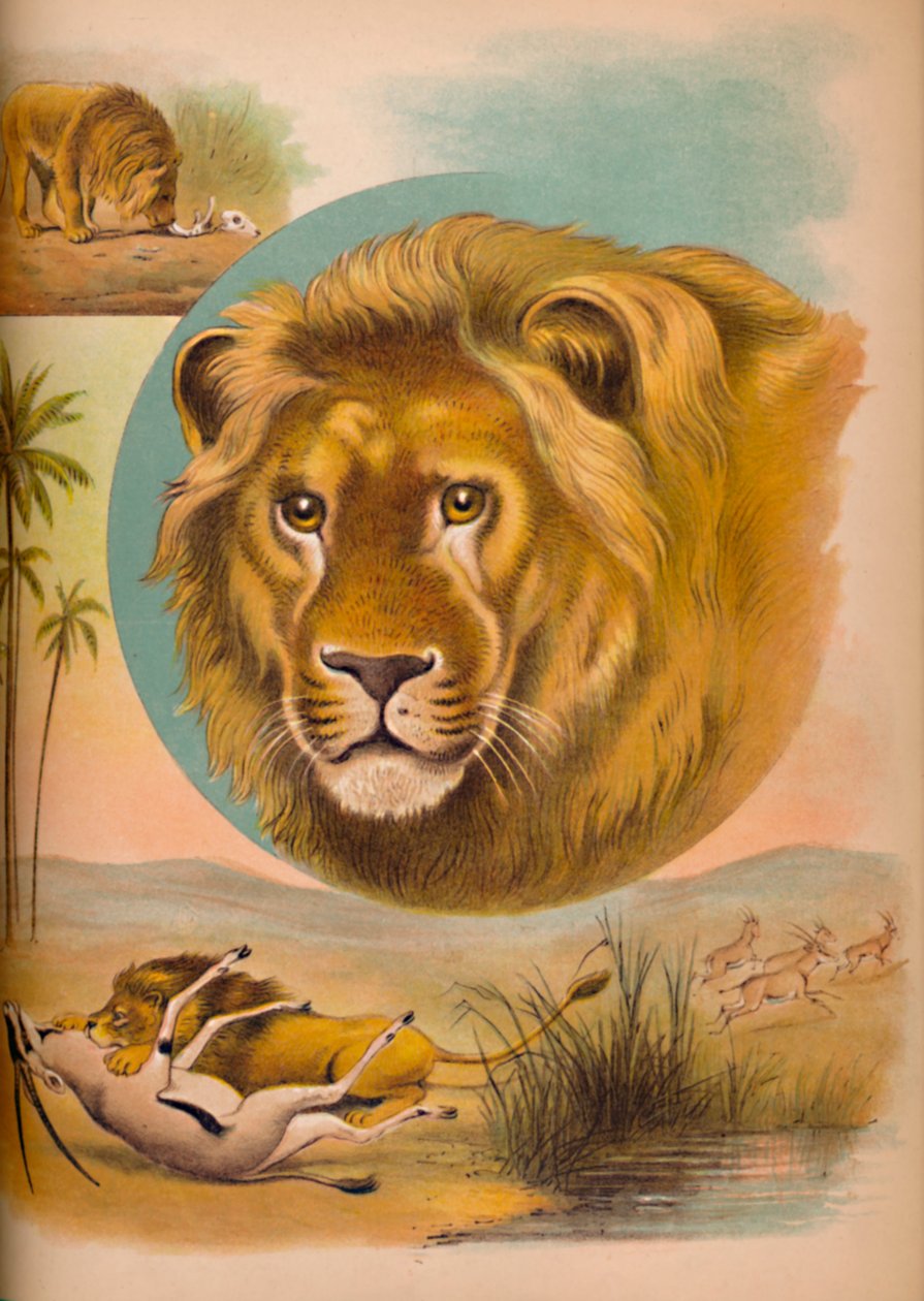 Aslan, c1900 by Helena J. Maguire