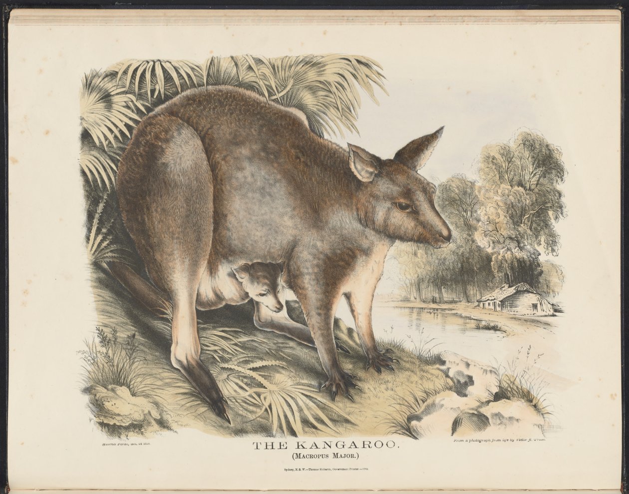 Avustralya Memelileri (Krefft) Nla.obj-33627803-12 Kanguru by Helena Scott