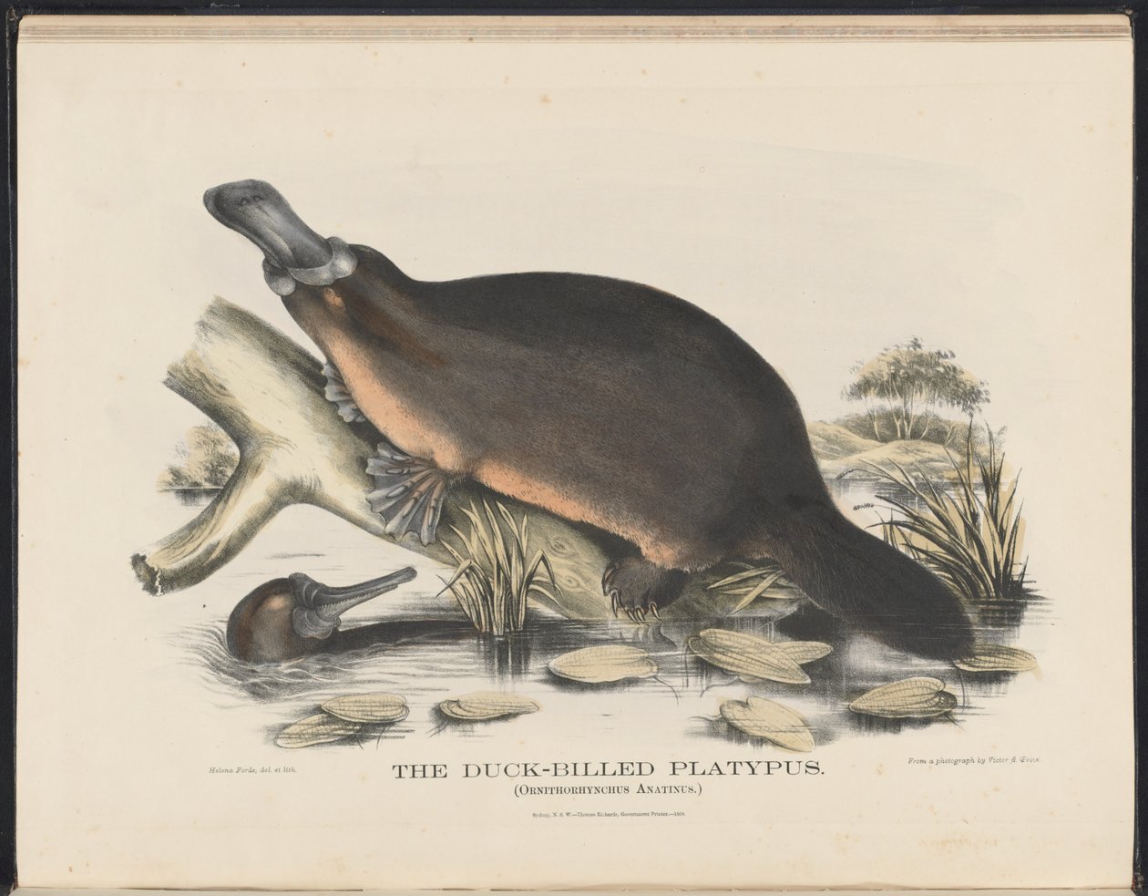 Avustralya Memelileri (Krefft) Nla.obj-33627803-16 Ördek Gagalı Platypus by Helena Scott