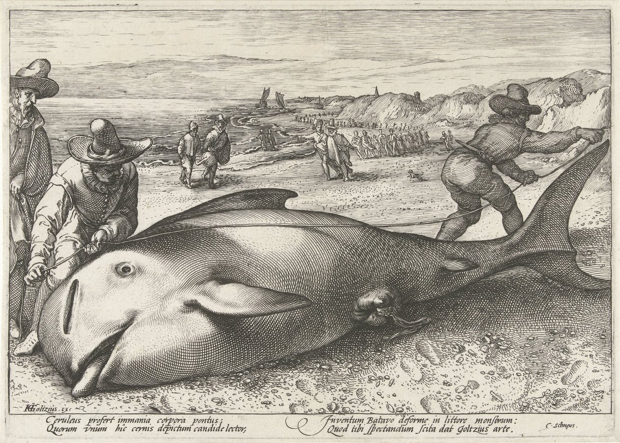 Zandvoort sahilinde mahsur kalan pilot balina, 1594 by Hendrick Goltzius (workshop of)