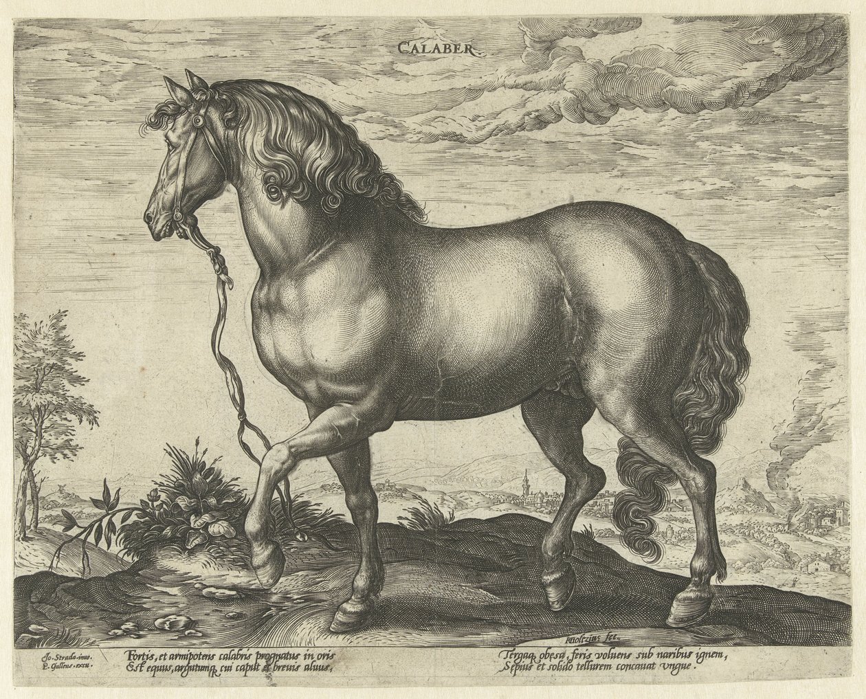 Calabria Calaber'den at (nesne üzerindeki başlık) Avusturya'nın Don Juan Kraliyet Ahırlarından at ırkları (seri başlığı) by Hendrick Goltzius