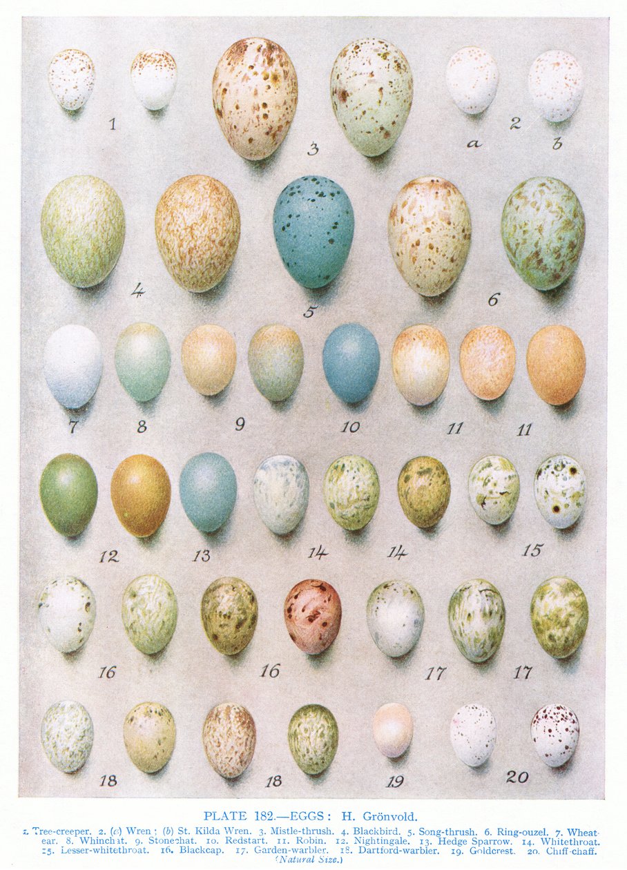 Yumurtalar: Greenfinch: Goldfinch vb., Kirkman und Jourdain tarafından 