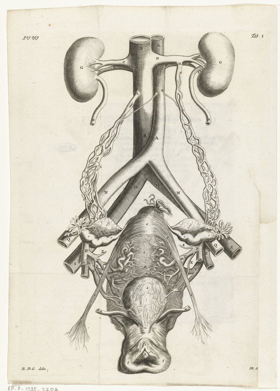 Kadın cinsel organı ve böbreklerinin anatomik görüntüsü Kitap illüstrasyonu: Reinier de Graaf, Tüm eserler, Amsterdam, 1686 by Hendrik Bary