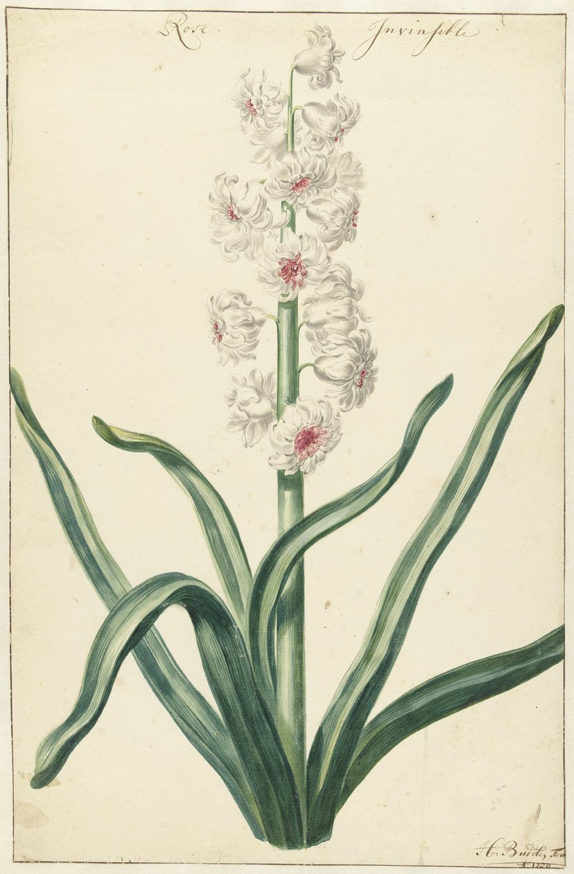 Witte sümbül Rose Invisible (nesne üzerindeki başlık) by Hendrik Budde