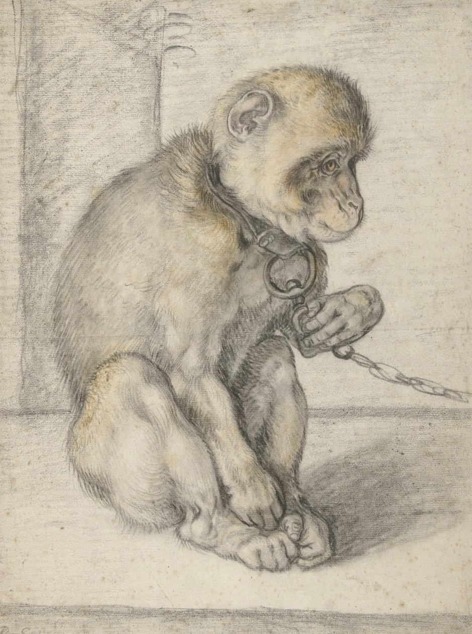 Zincirde Oturan Maymun, 1592-1602 (siyah, koyu sarı ve kırmızı tebeşirler) by Hendrik Goltzius
