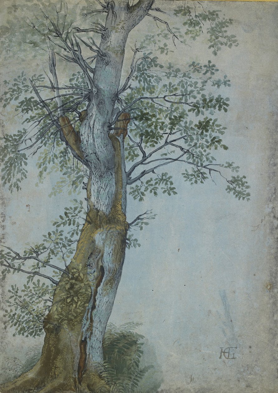 Bir Ağacın Çalışması, 1597-99 (koyu kahverengi mürekkepli kalem, wc ve gövde renginde fırça, mavi kağıt üzerinde beyaz ile vurgulanmış) by Hendrik Goltzius