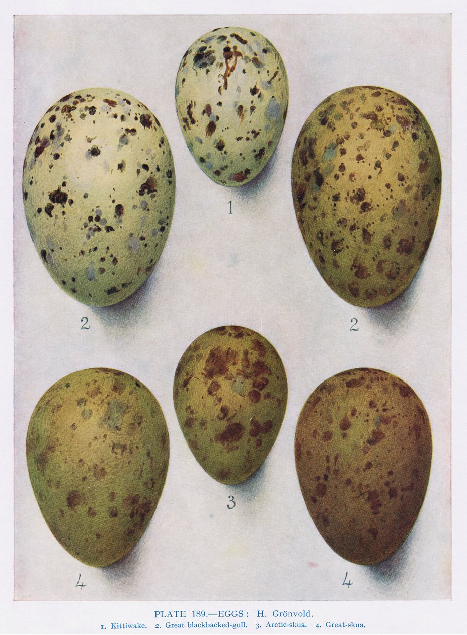 Yumurtalar:Kara Başlı Martı:Ortak Martı:vb, Kirkman und Jourdain'in 'British Birds' adlı eserinden bir çizim, 1966 by Hendrik Gronvold