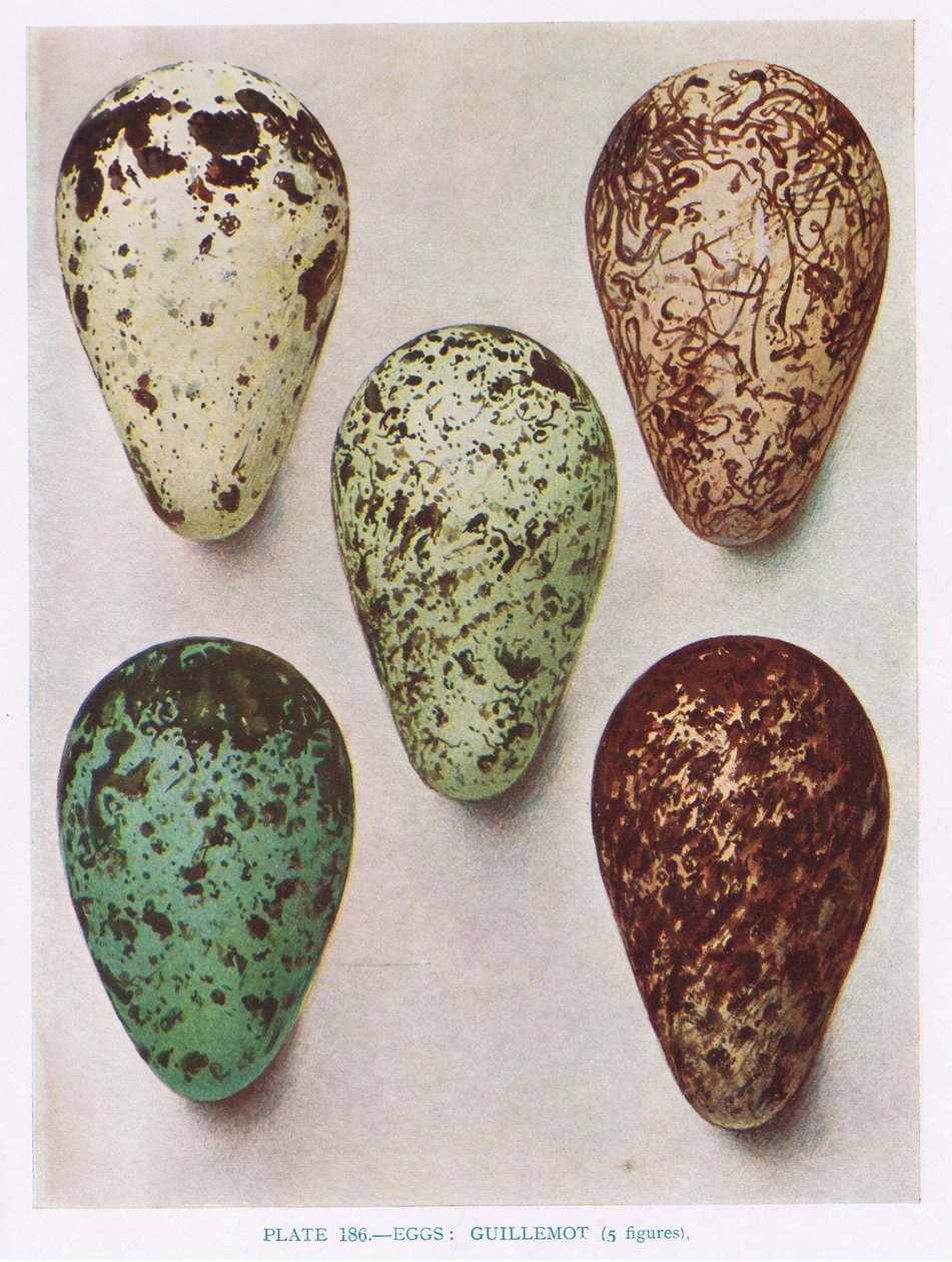 Eggs:Nightjar:Hoopoe:etc, Kirkman und Jourdain