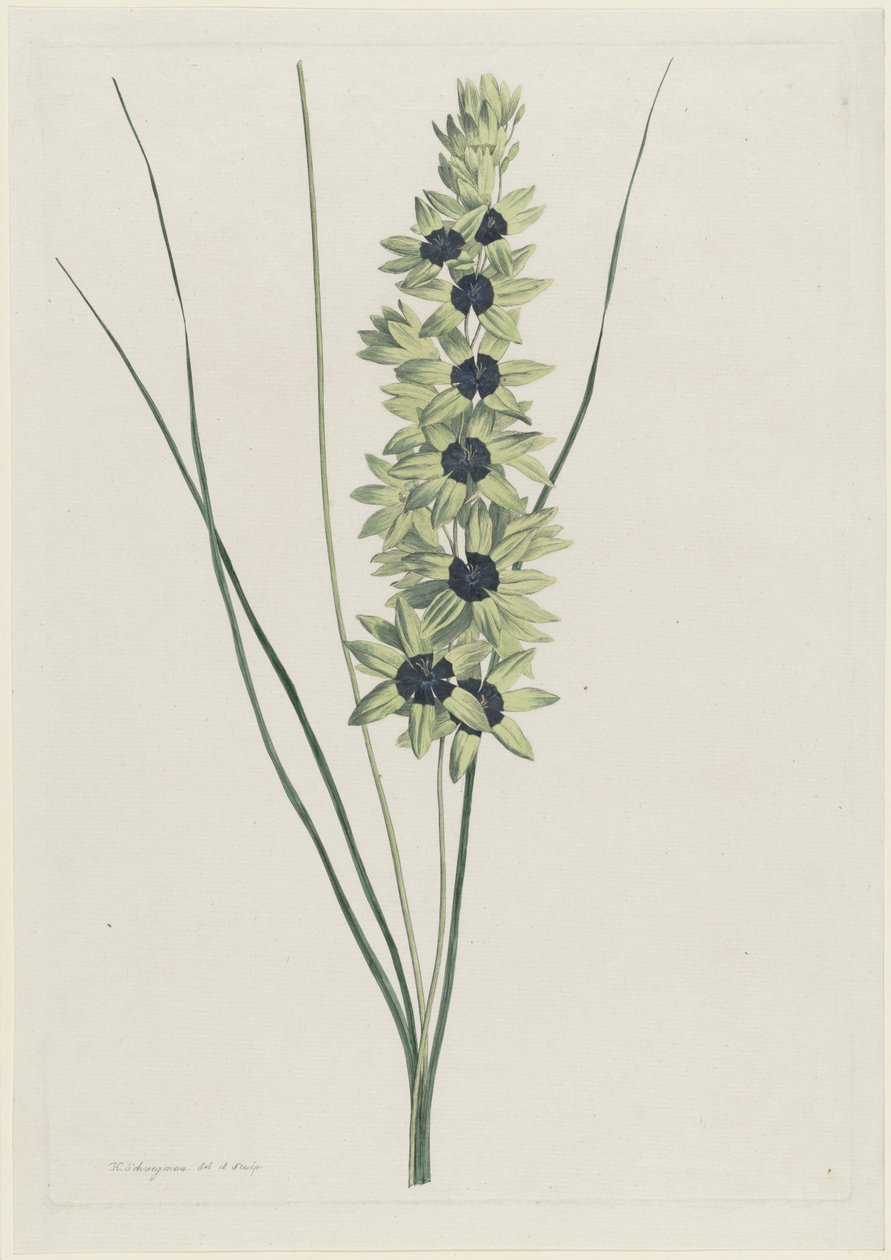 Afrikaanse gökkuşağı (Ixia maculata yeşili) by Hendrik Schwegman