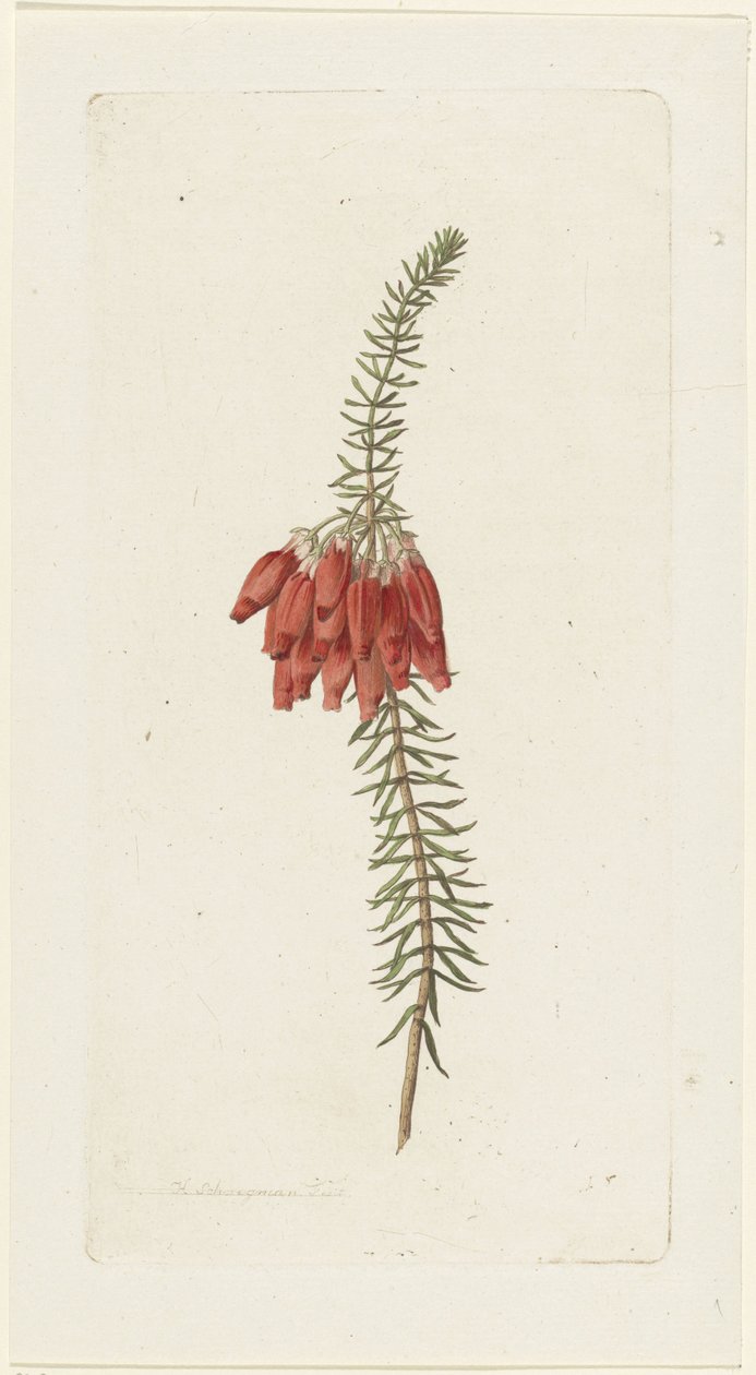 Çiçekler (Erica Mammosa) by Hendrik Schwegman