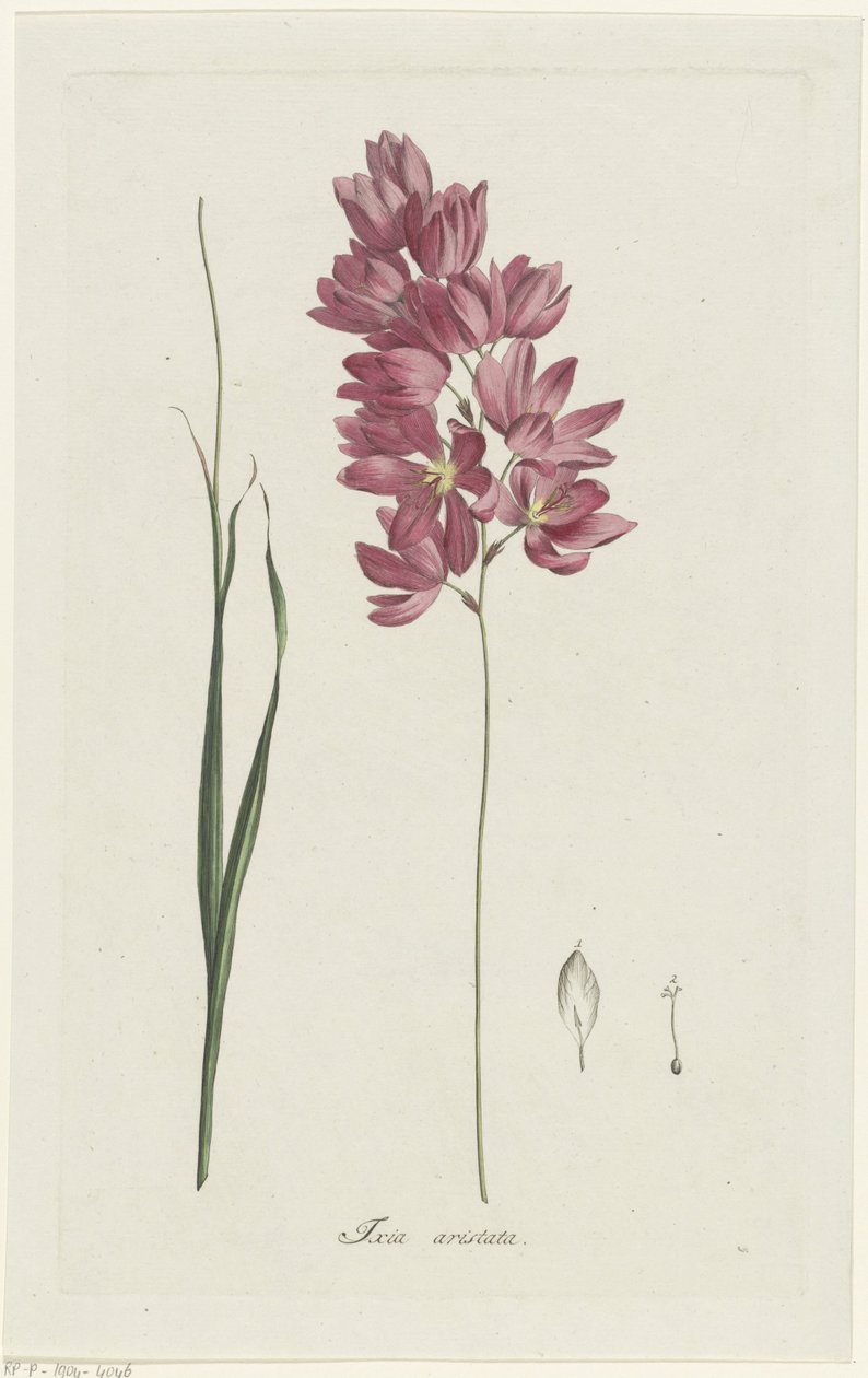 Ixia, Aiton