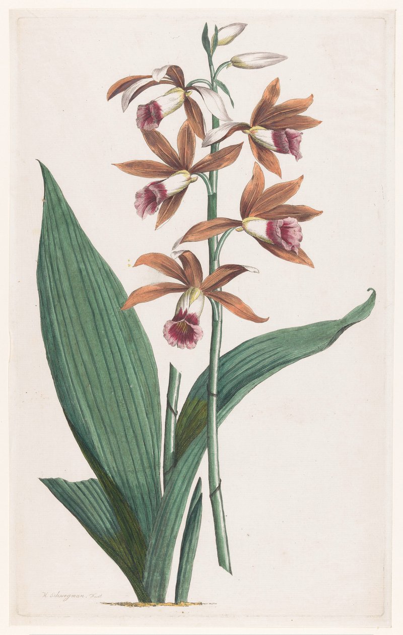 Moeraorchidee Limodorum Tankervilliae (nesne üzerindeki başlık) by Hendrik Schwegman