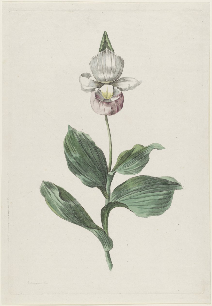 Orkide Hanım Terliği (Cypripedium reginae Walter) by Hendrik Schwegman