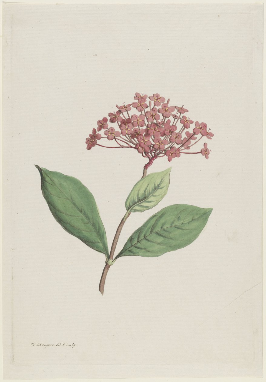 Tavus Kuşu Kirazı (Ixora coccinea) by Hendrik Schwegman