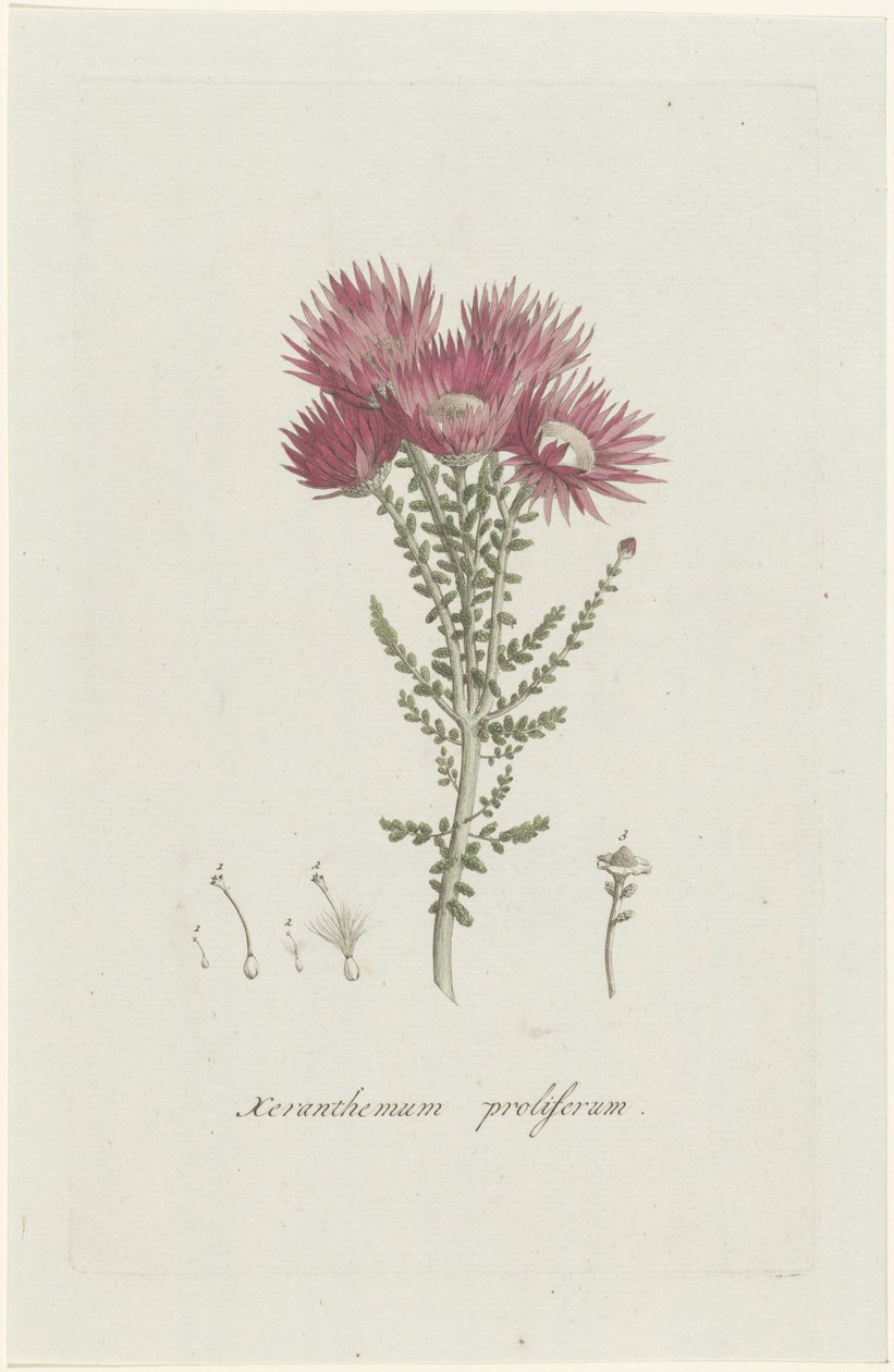fenokom proliferası Xeranthemum proliferum (nesne üzerindeki başlık) by Hendrik Schwegman