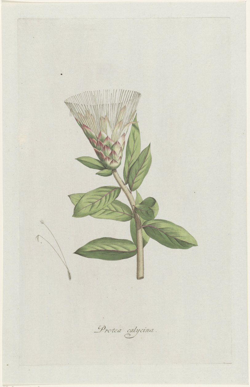 protea Protea calycina (nesne üzerindeki başlık) by Hendrik Schwegman