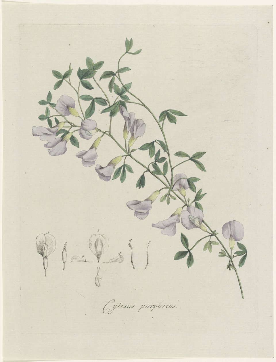 purperen brem Cytisus purpureus (nesne üzerindeki başlık) by Hendrik Schwegman