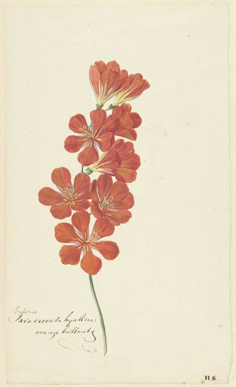 Triton Crocata (Alev Frezya) by Hendrik Schwegman