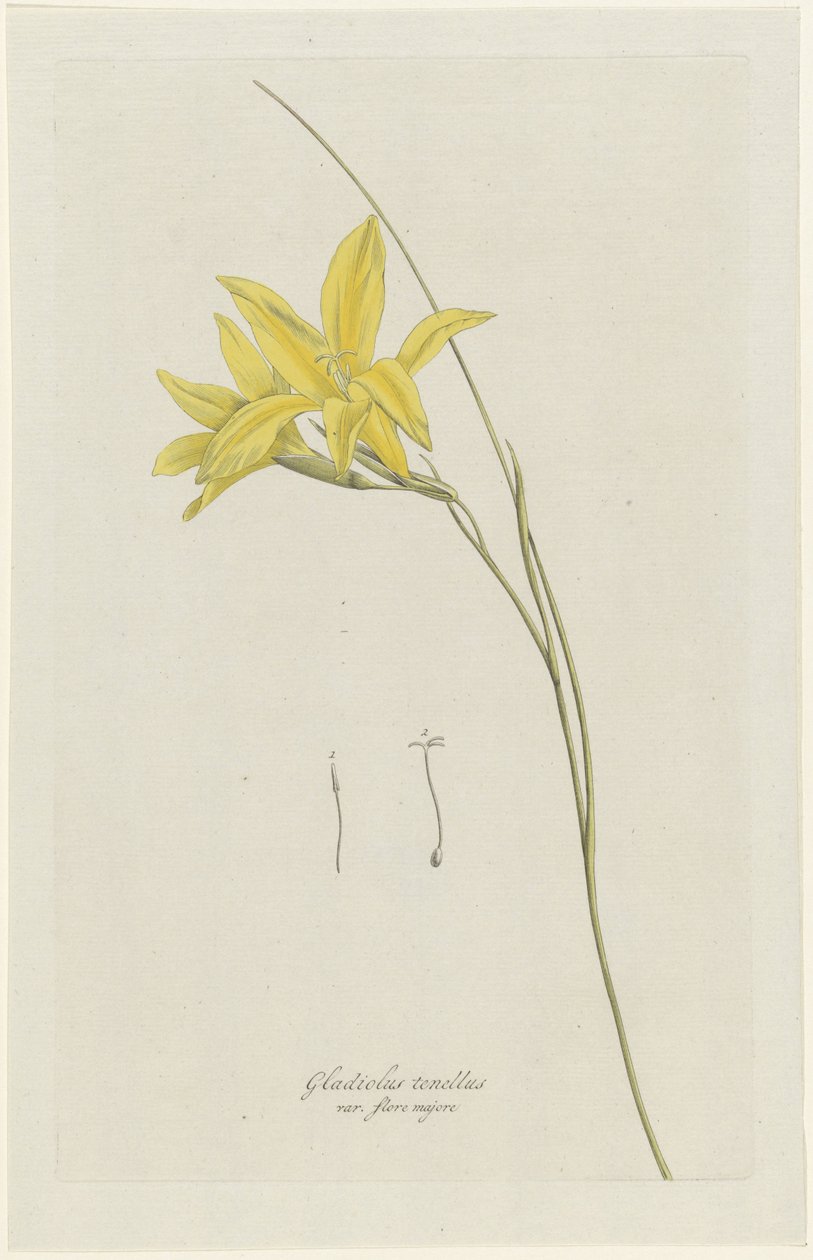 Kılıç Zambak (Gladiolus carinatus Aiton) Gladiolus tenellus var. flore majore (nesne üzerindeki başlık) by Hendrik Schwegman