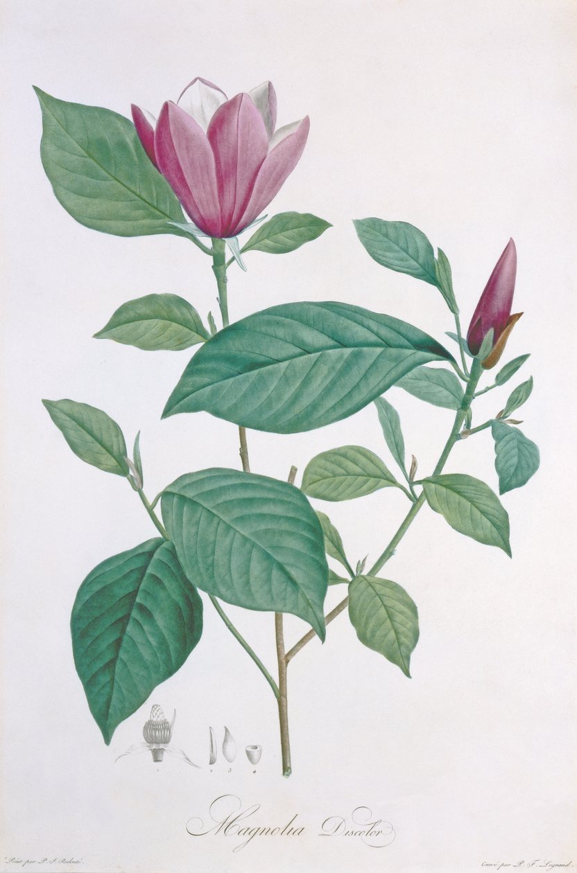 Manolya rengi solmuş, Legrand tarafından kazınmış by Pierre Joseph Redouté