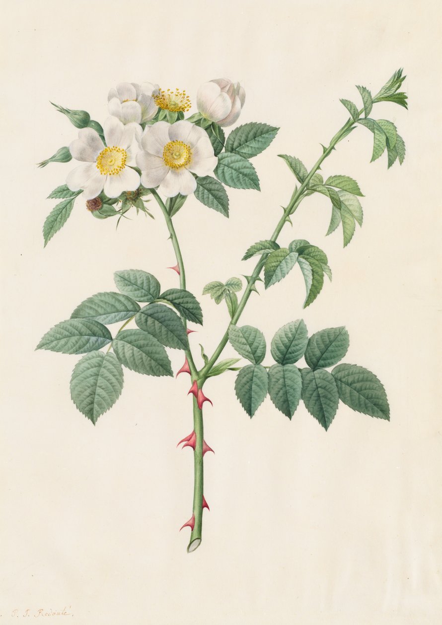 Brier Bush Rose veya Dog Rose Rosa Leucantha, 1817-1824. by Pierre Joseph Redouté
