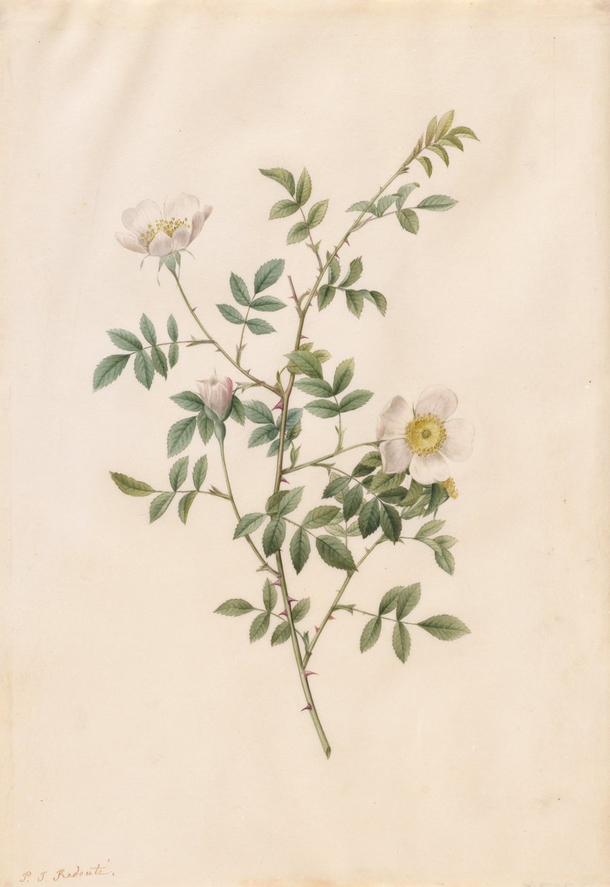 Brier Bush Rose veya Dog Rose Rosa Sepium Rosea, 1817-1824. by Pierre Joseph Redouté