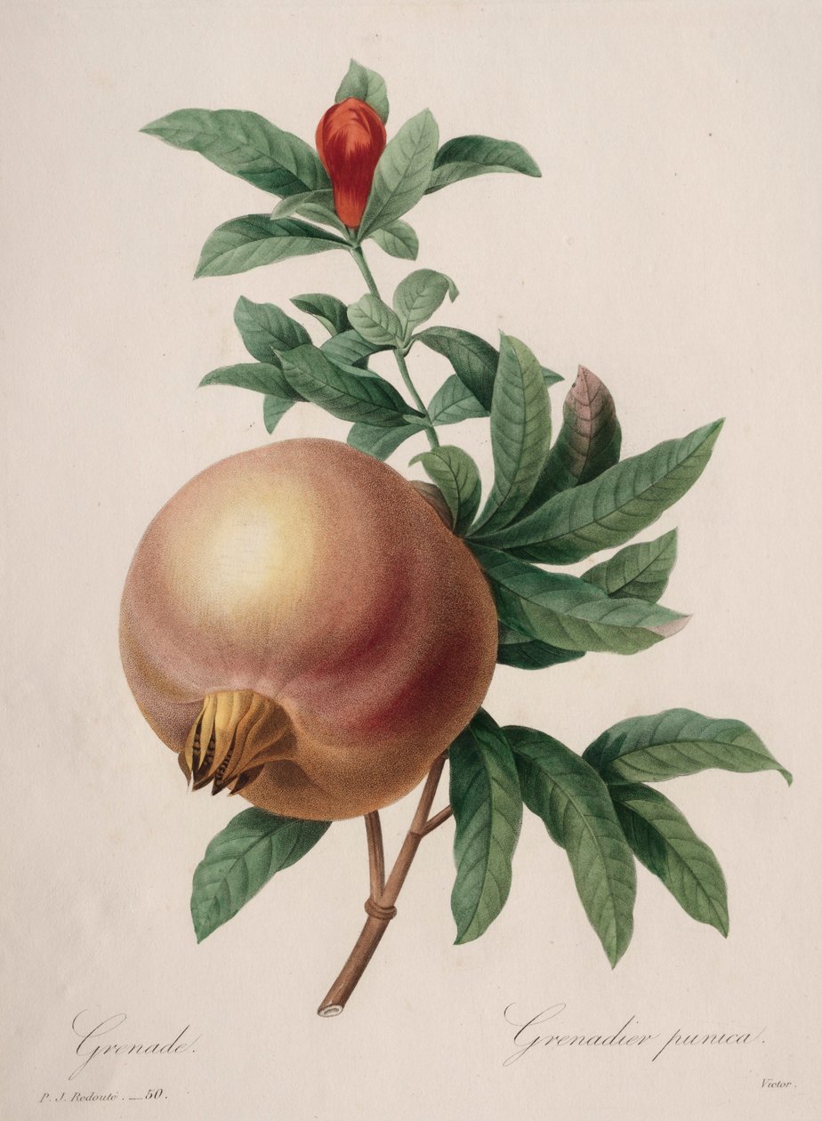 En güzel çiçeklerin seçimi...en güzel meyveler: Nar, 1827. by Pierre Joseph Redouté