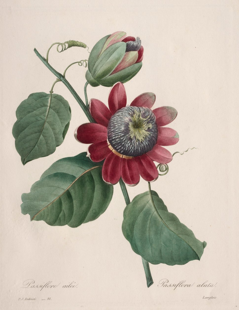 En güzel çiçeklerin seçimi...en güzel meyveler: Passiflore ailee, 1827. by Pierre Joseph Redouté