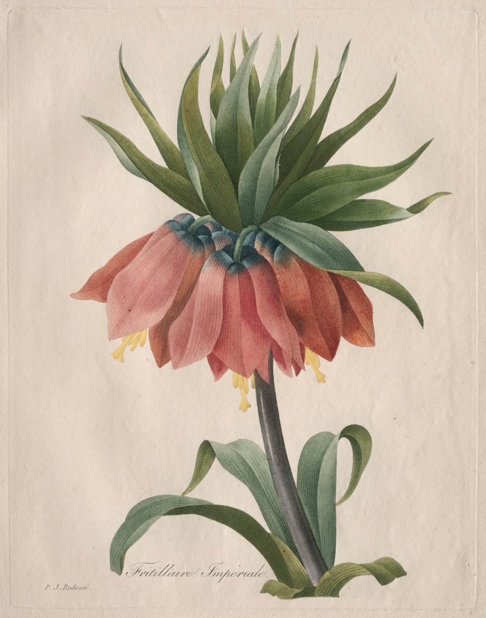 Crown Imperial Fritillary, 1827. by Pierre Joseph Redouté